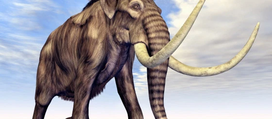 Historia współpracy Mamut Glue