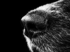dog nose bw 107460 3840x2160