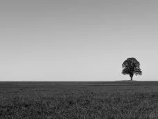 tree minimalism bw 132704 3840x2160