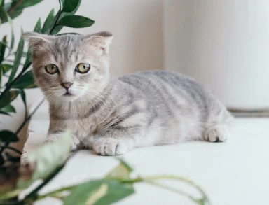 Pozycjonowanie sklepu zoologicznego. Jak to robimy