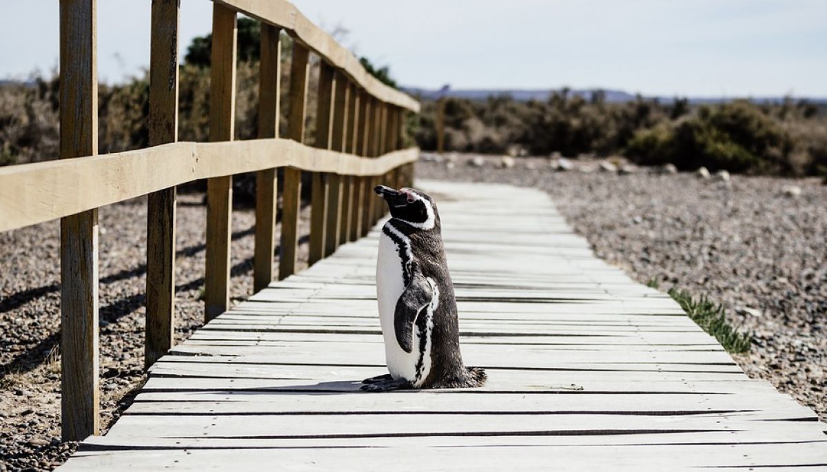 pingwin widoczni