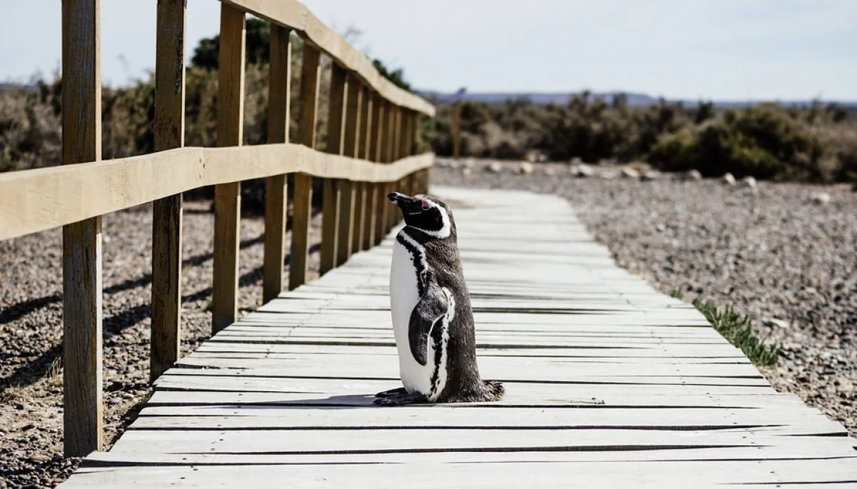 pingwin widoczni